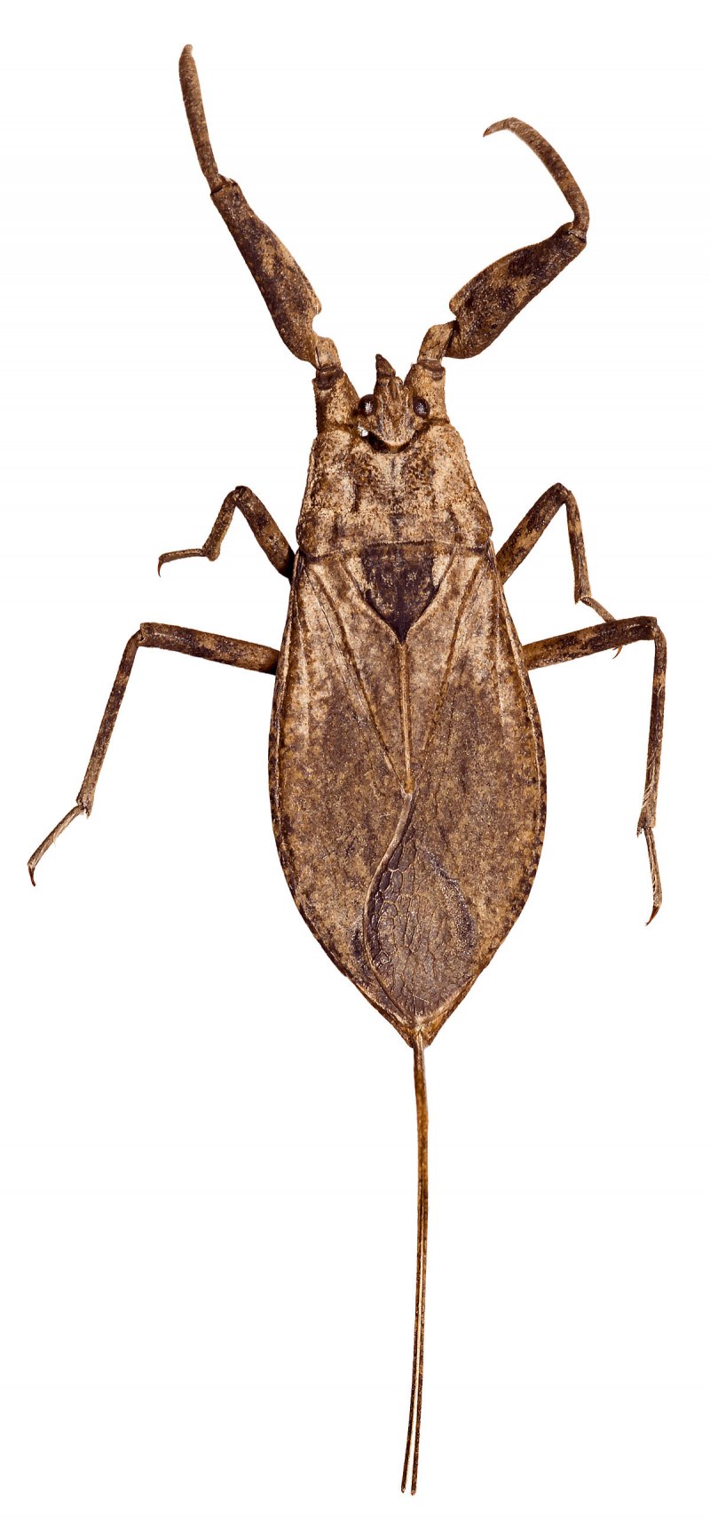 NEPA cinerea (обыкновенный водяной Скорпион)