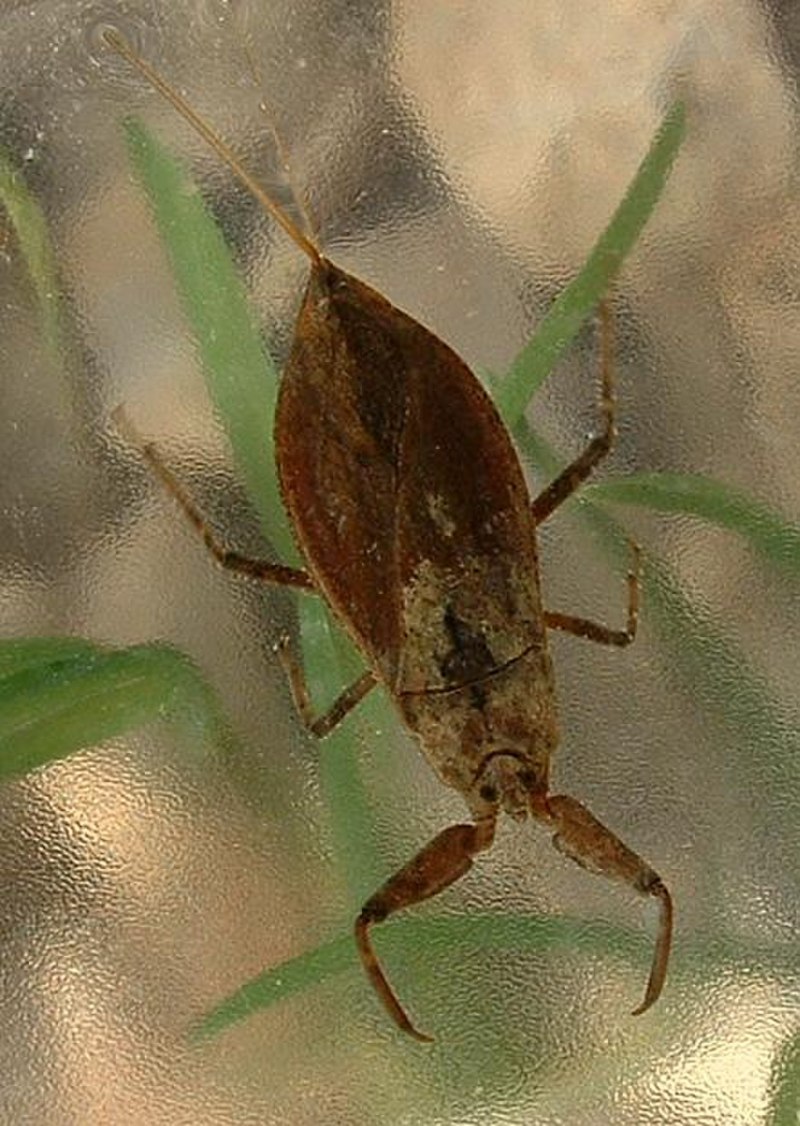 NEPA cinerea Linnaeus, 1758 – водяной Скорпион