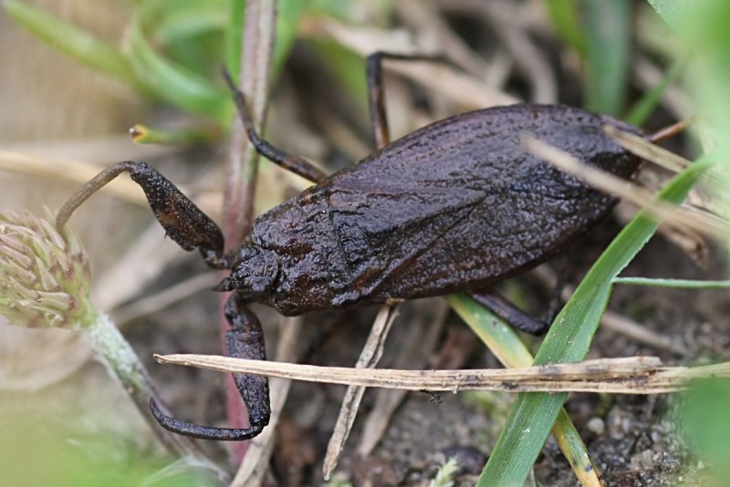 Belostomatidae водяной клоп