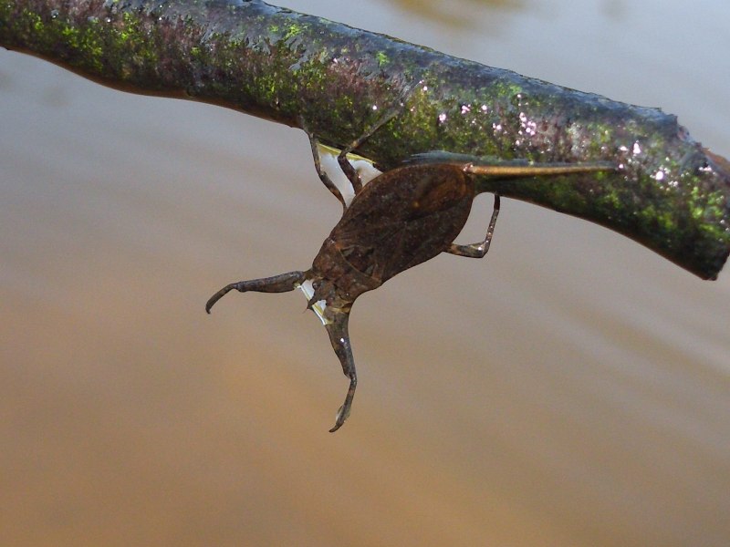NEPA cinerea (обыкновенный водяной Скорпион)