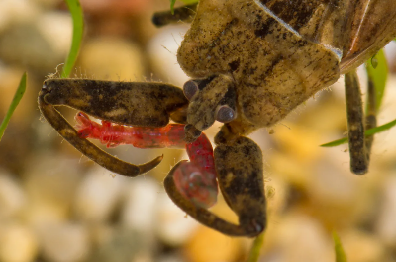 21) Водяной Скорпион NEPA cinerea