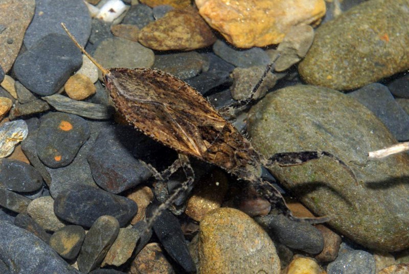 Водяной Скорпион NEPA cinerea