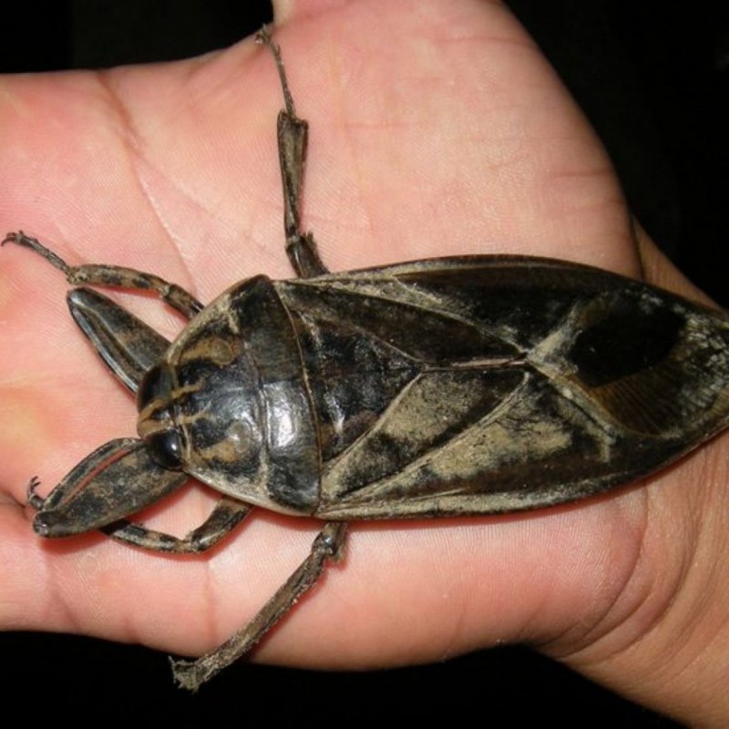 Клоп Belostomatidae