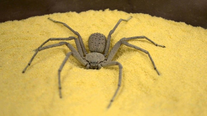 Паук Scytodidae