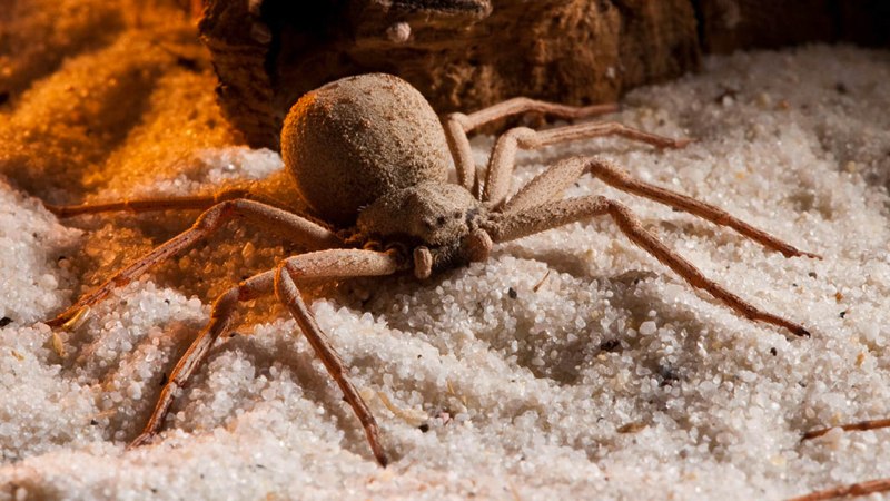 Песочный паук (69 фото)