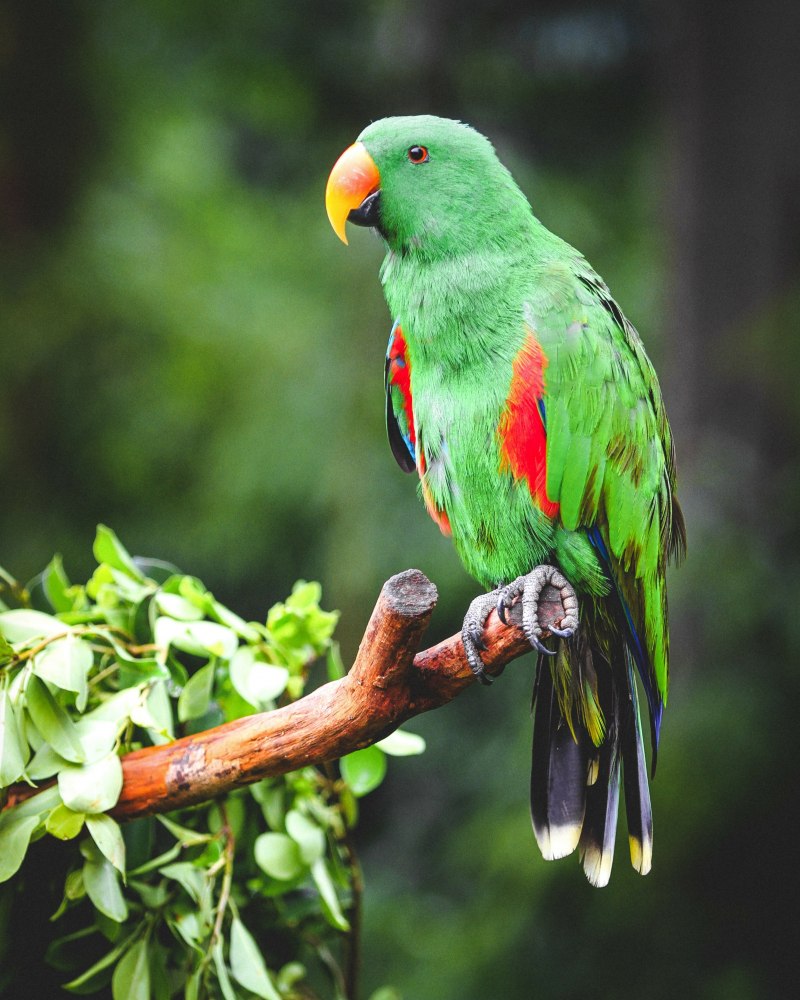 Aratinga leucophthalmus