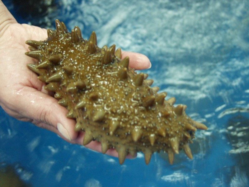 Морской огурец окаменелость