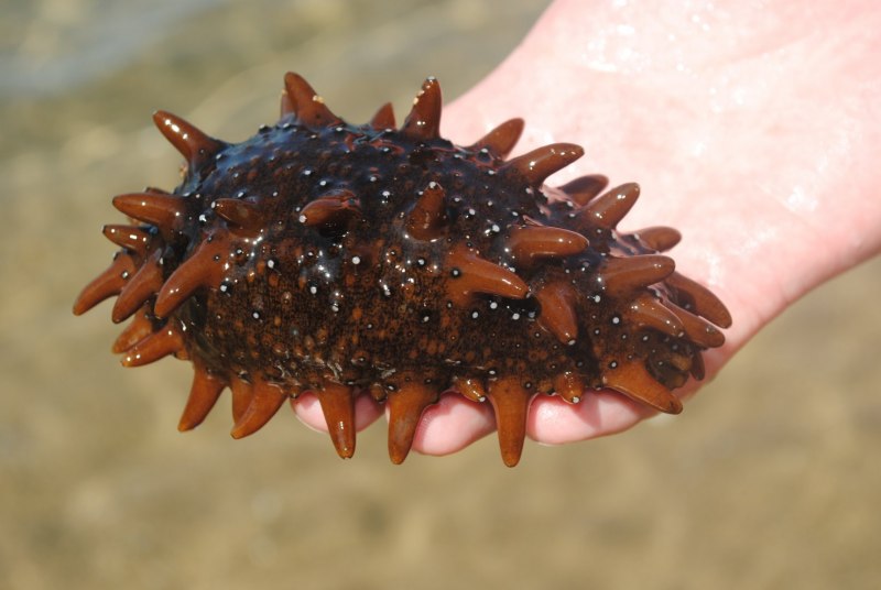 Морская голотурия . Морской еж