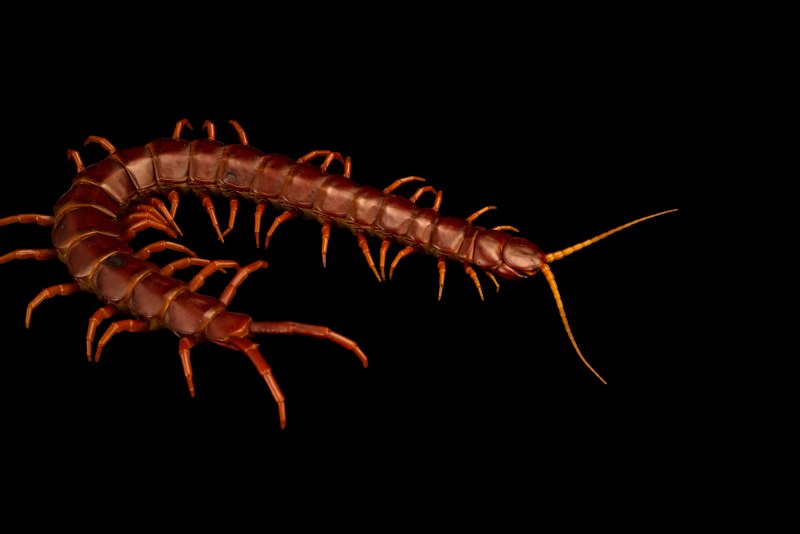 Scolopendra subspinipes