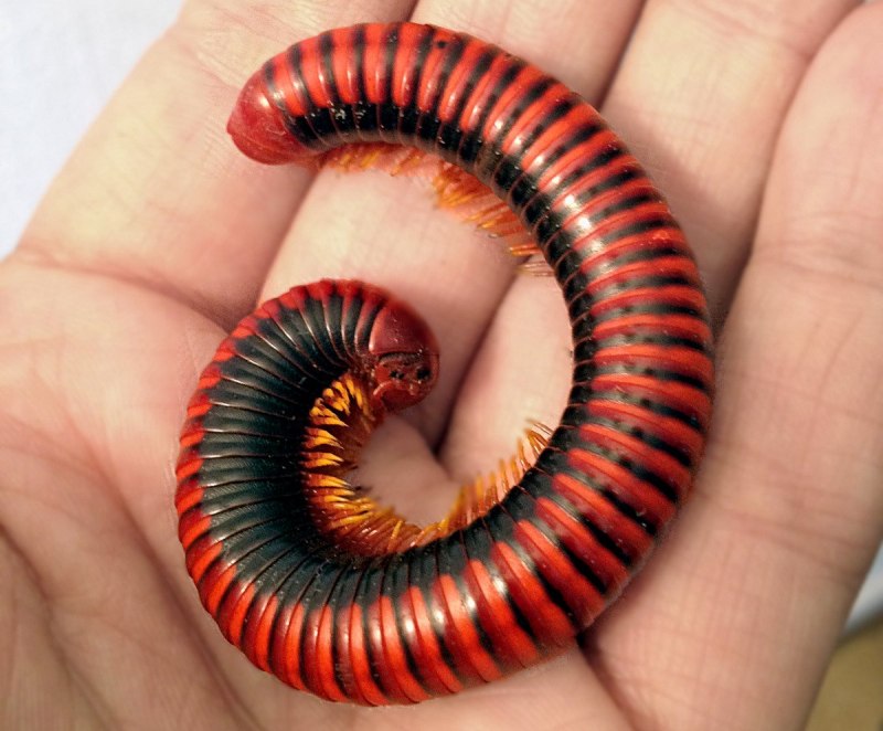 Многоножка Millipede красная