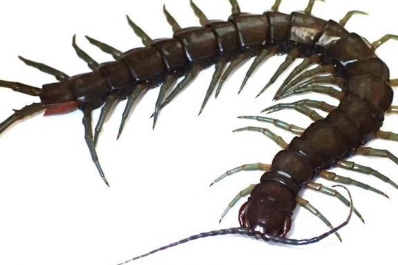 Scolopendra subspinipes ядовитая
