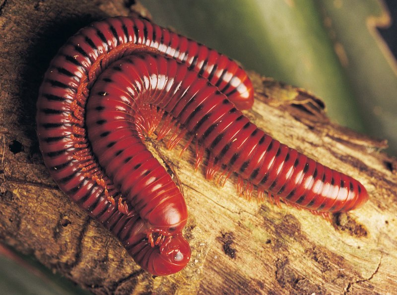 Многоножка Millipede