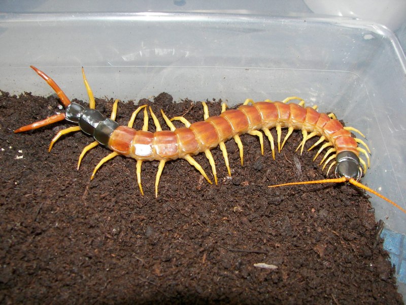 Обыкновенная мухоловка (Scutigera coleoptrata)