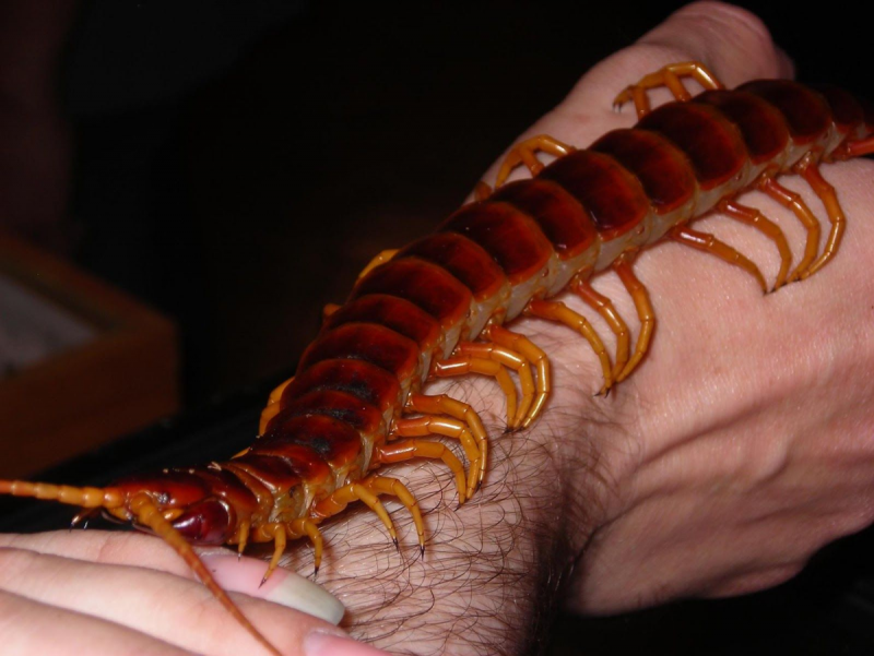 Обыкновенная костянка-Lithobius forficatus