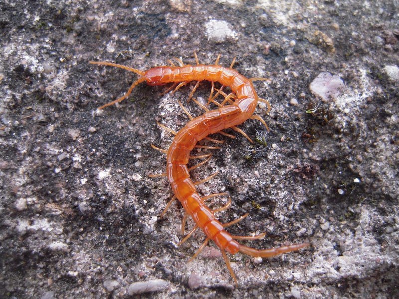Scolopendra japonica