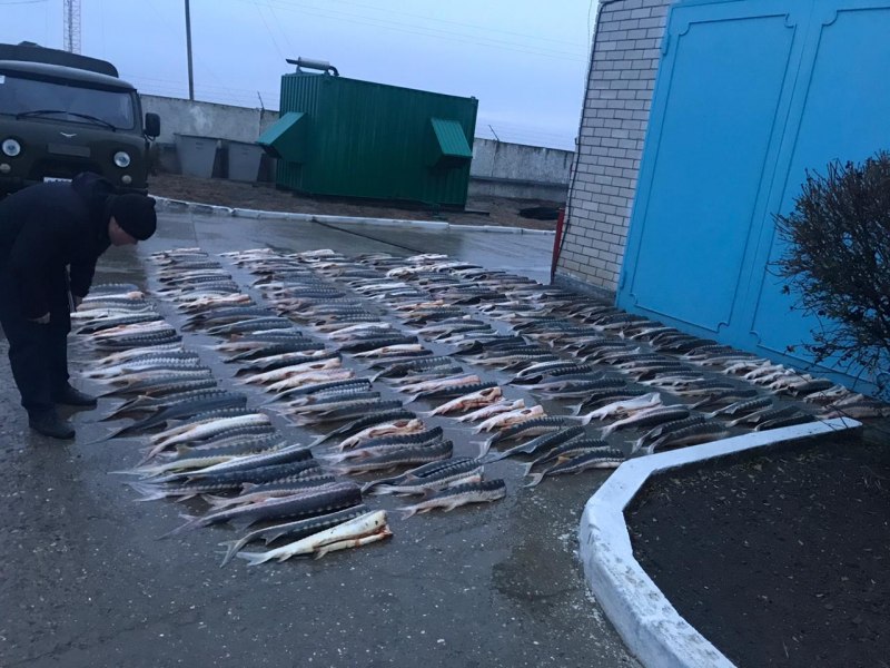 Осетр Каспийского моря