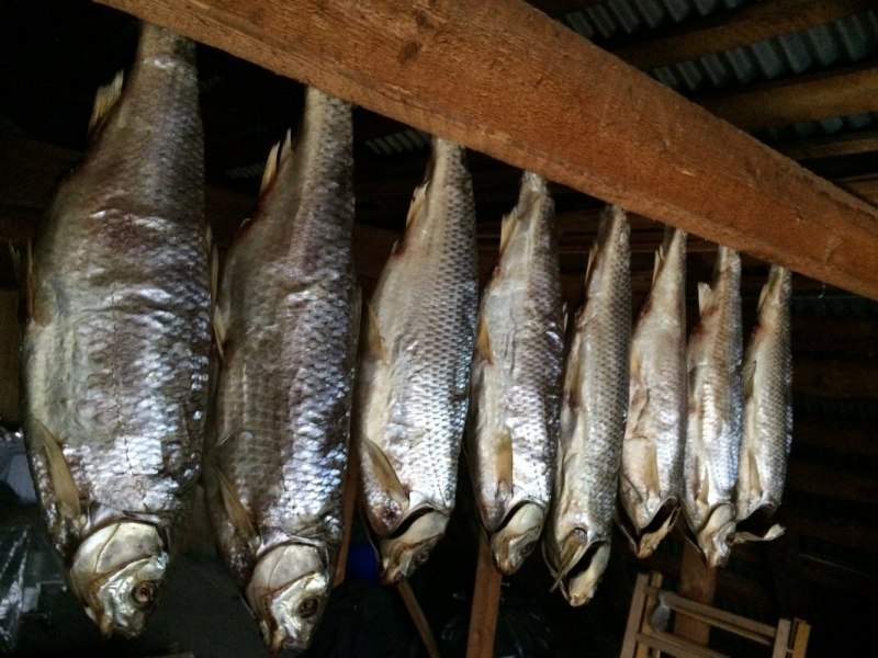 Рыбец и Шамайка