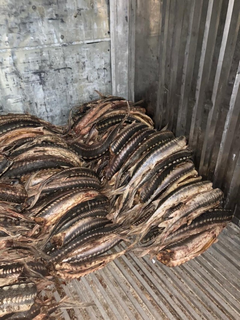Рыба из Каспийского моря