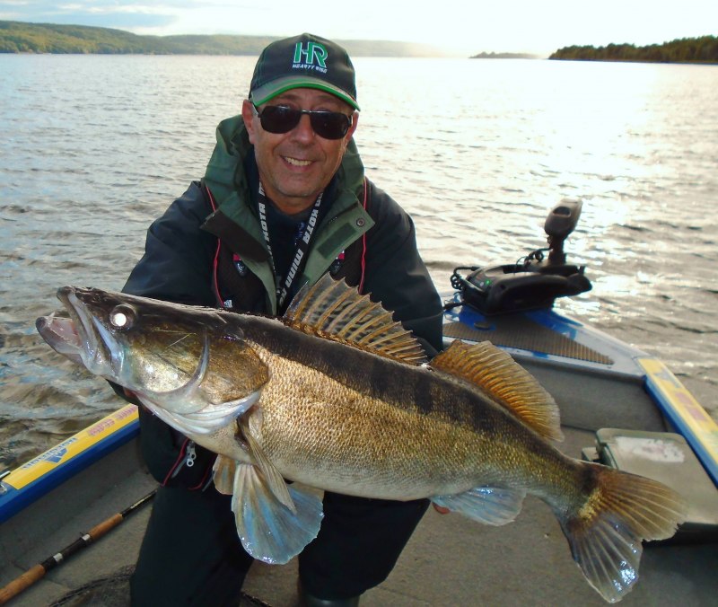 Судак Zander Fish