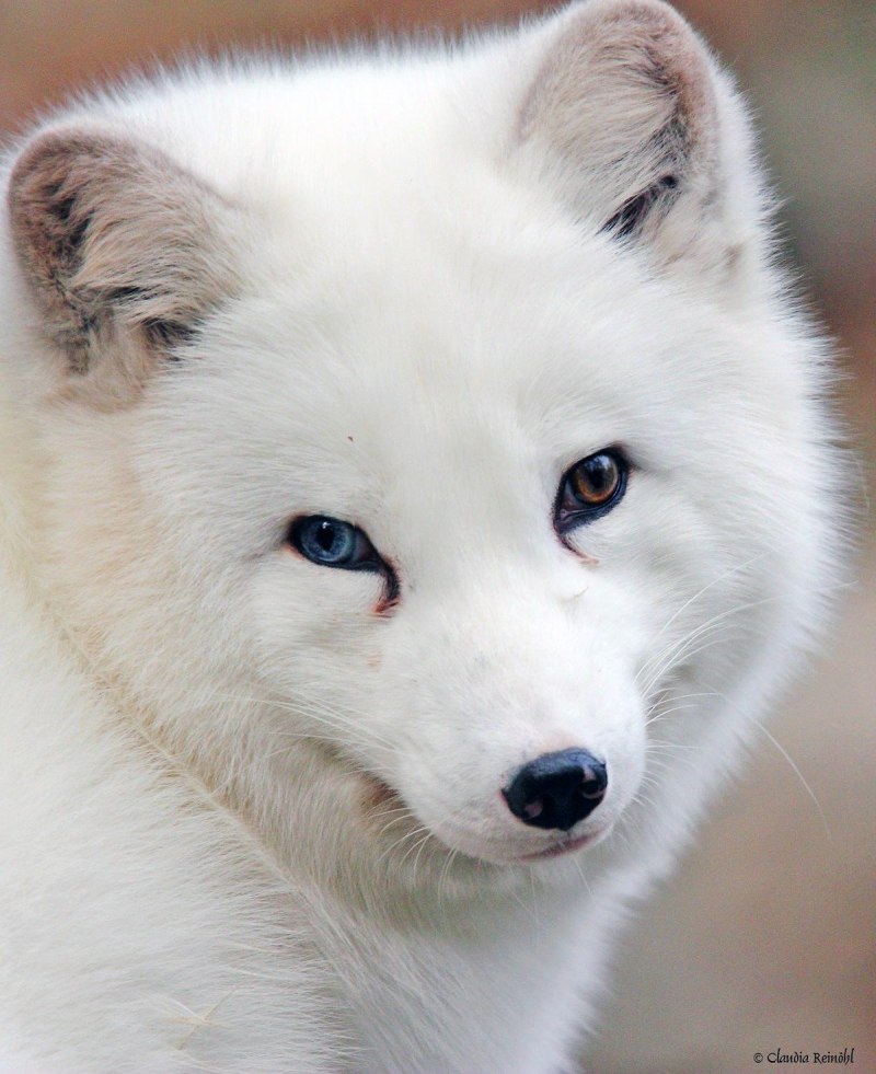 Fox альбинос