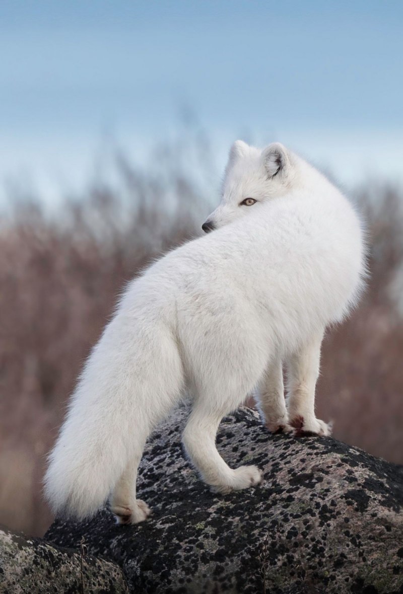 Fox альбинос