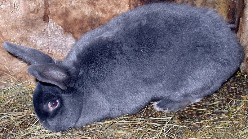 Синий американский кролик