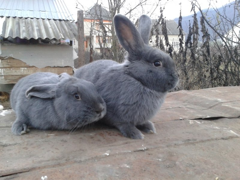 Венский голубой Фландр
