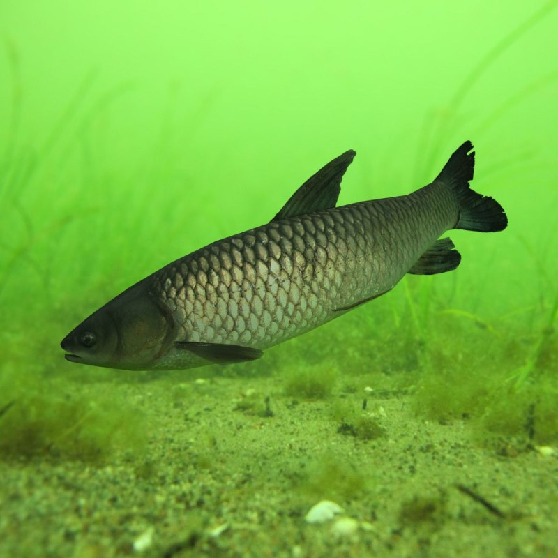 Белый Амур (Ctenopharyngodon Idella)