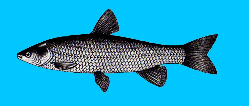 Белый Амур (Ctenopharyngodon Idella)