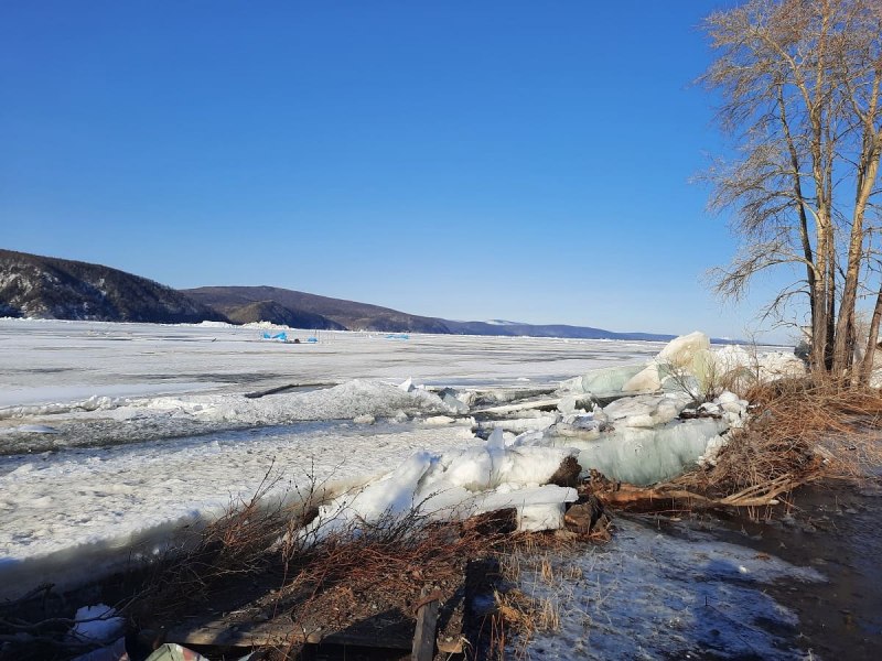 Амурский Карп