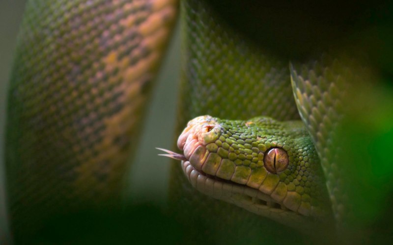 Parrot Snake
