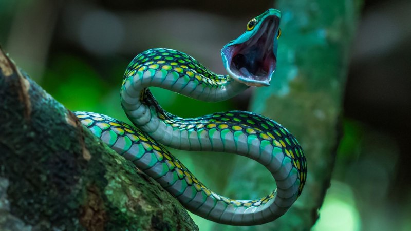 Белогубый питон (Bothrochilus albertisii)