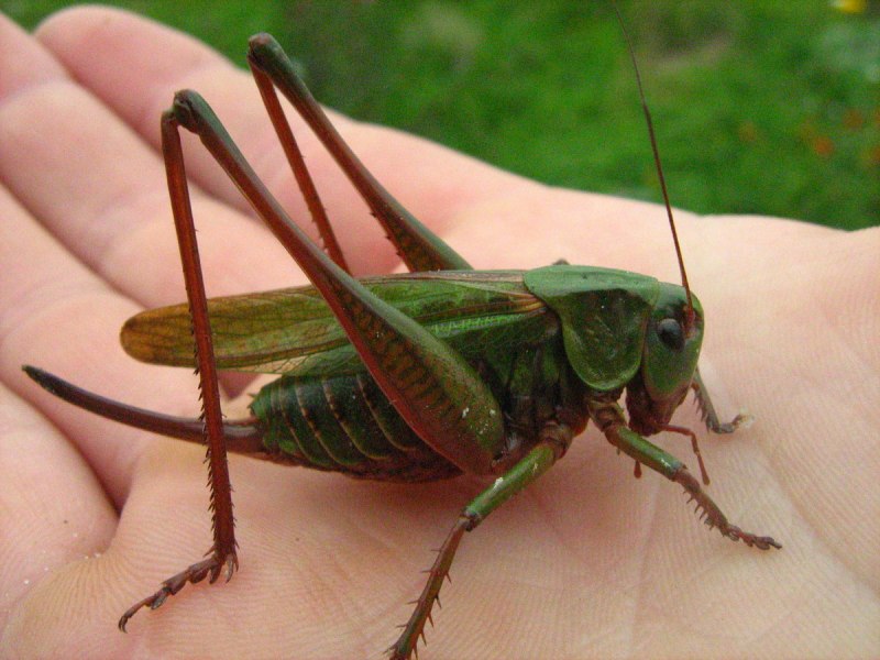 Grasshopper перевод узбекский