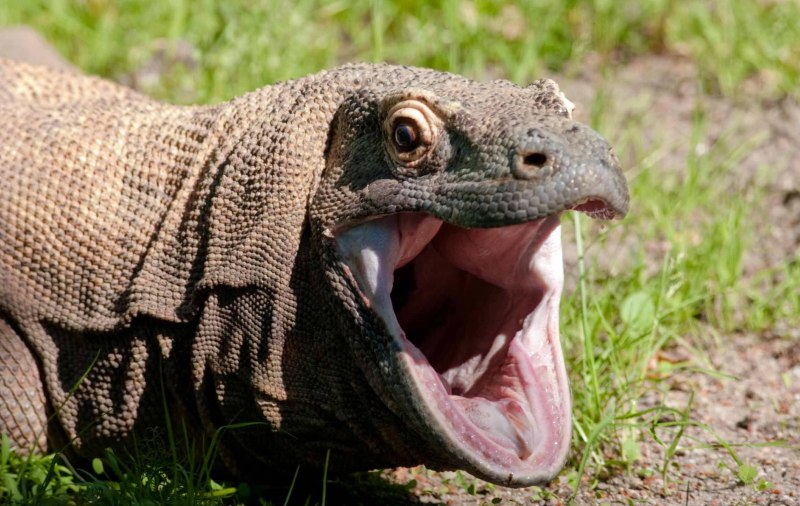 Varanus doreanus