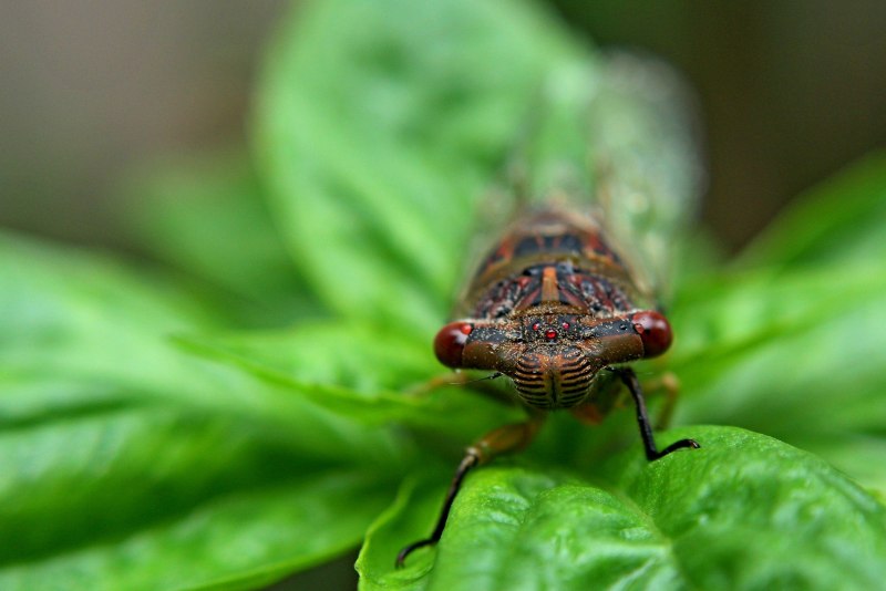 Кузнечик Dactylotum bicolor