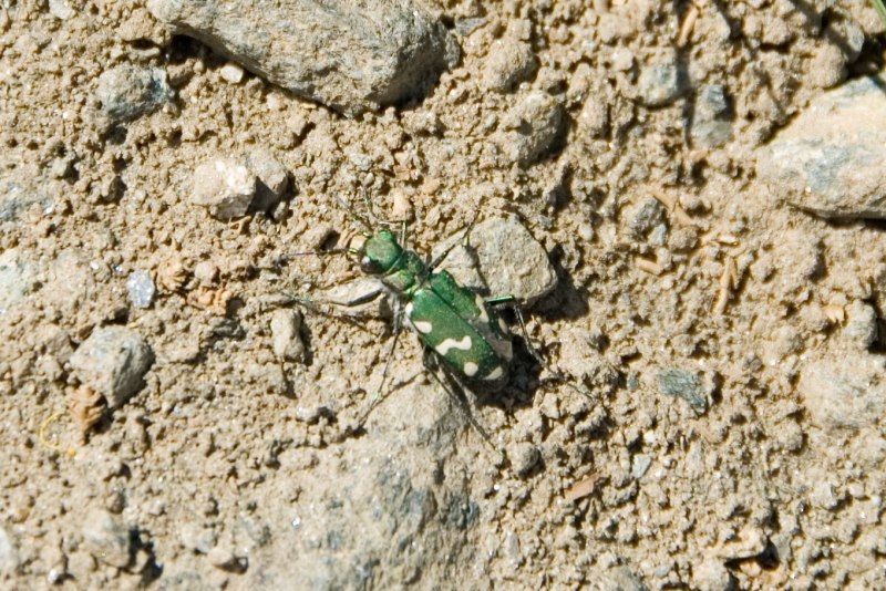 Жук Cicindela