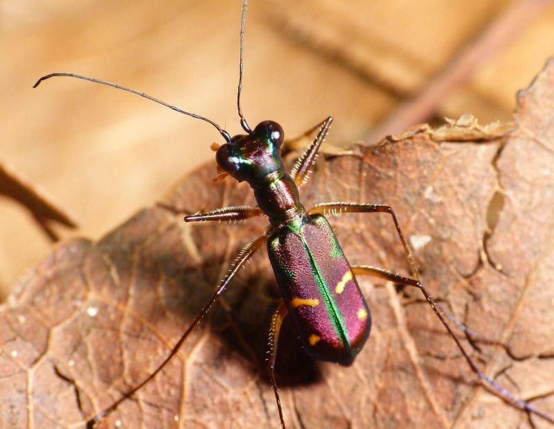 Cicindela sachalinensis а. МОR.