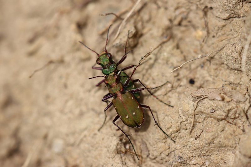Six spotted Tiger Beetle