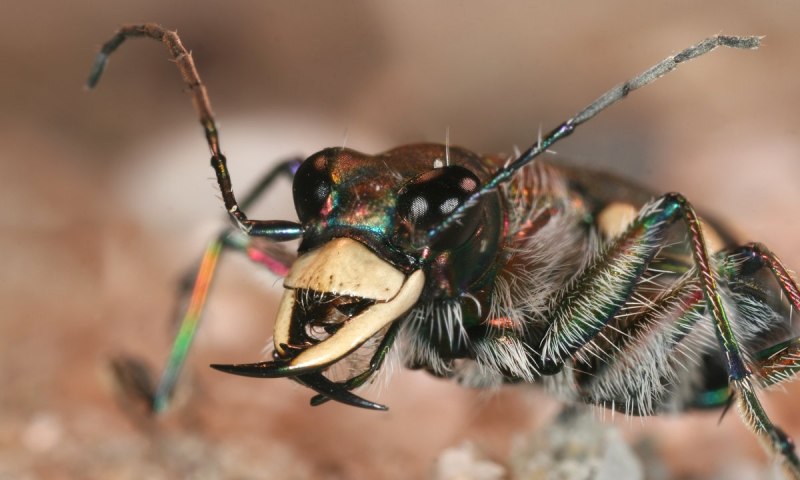 Tiger Beetle (Cicindela hybrida)