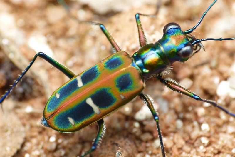 Goliathopsis duponti