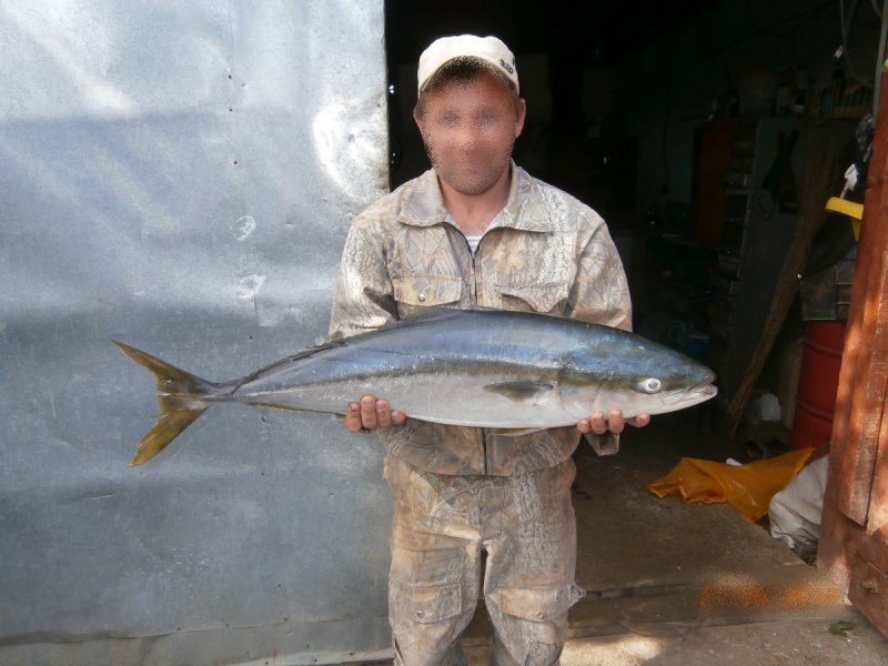 Калифорнийский желтохвост