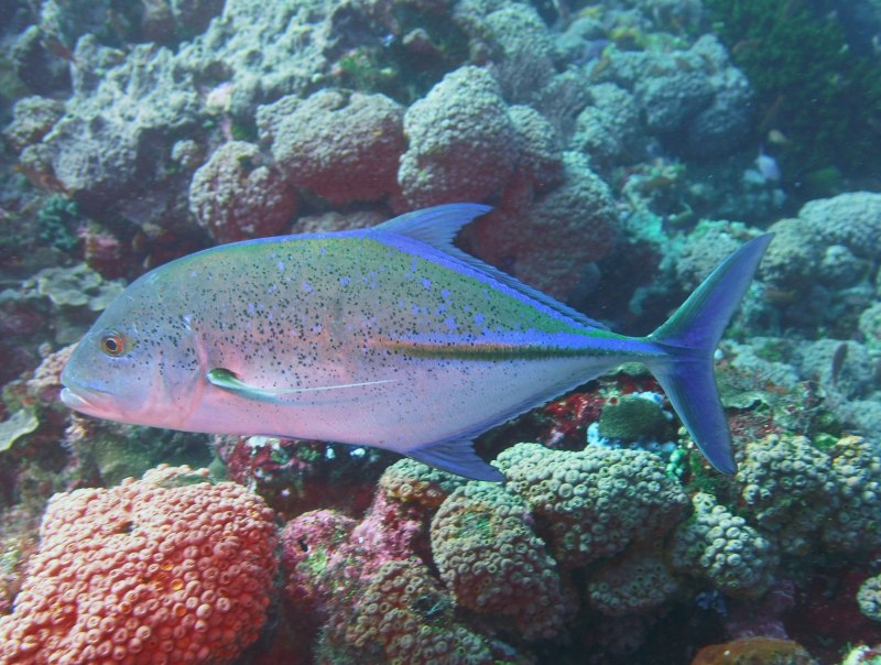Caranx melampygus