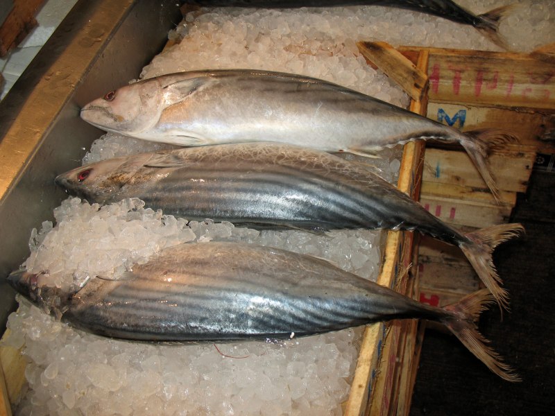 Torik Fish в Турции