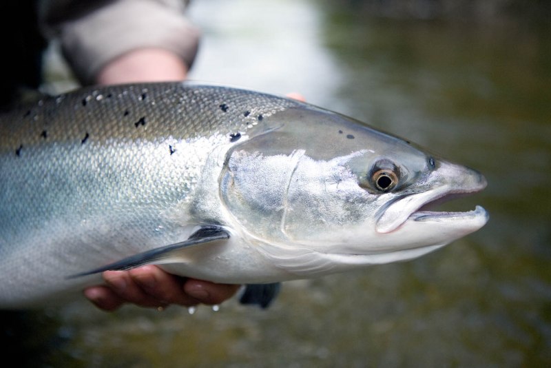 Лосось Salmo Salar