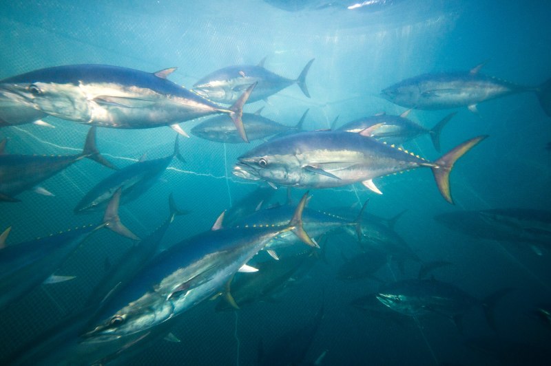 Bluefin Tuna