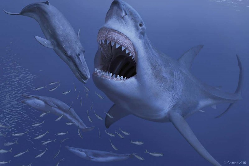 Carcharodon Megalodon