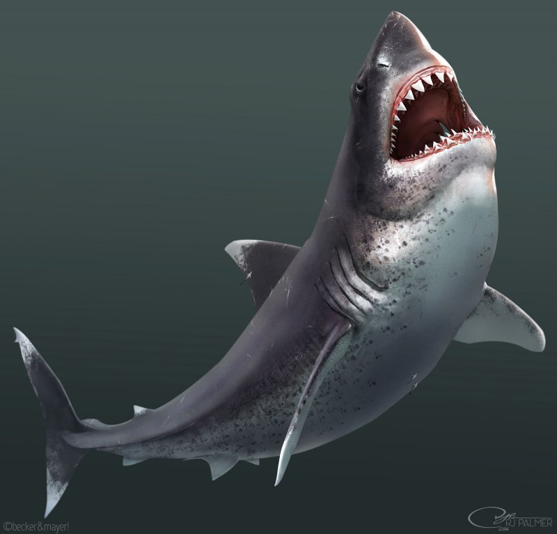 Carcharodon Megalodon