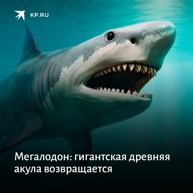 Кархародон МЕГАЛОДОН