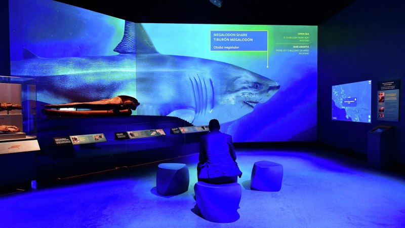 Carcharodon Megalodon