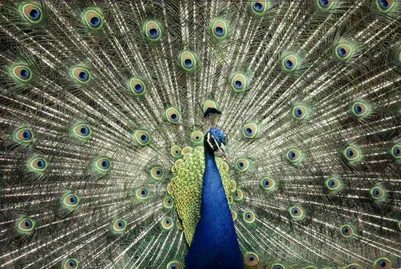 Amazonia Blue-Peacock.